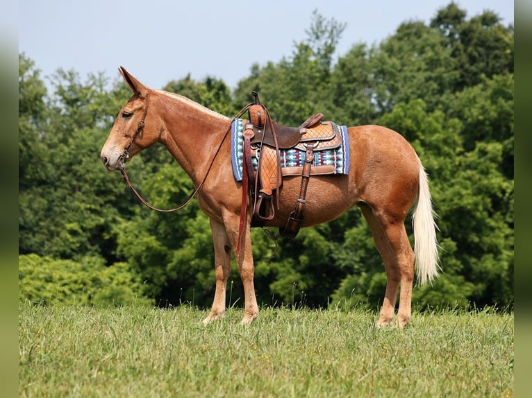 Muildier Merrie 12 Jaar 157 cm Donkere-vos in Somerset Ky