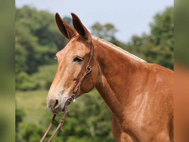 Muildier Merrie 12 Jaar 157 cm Donkere-vos in Somerset Ky