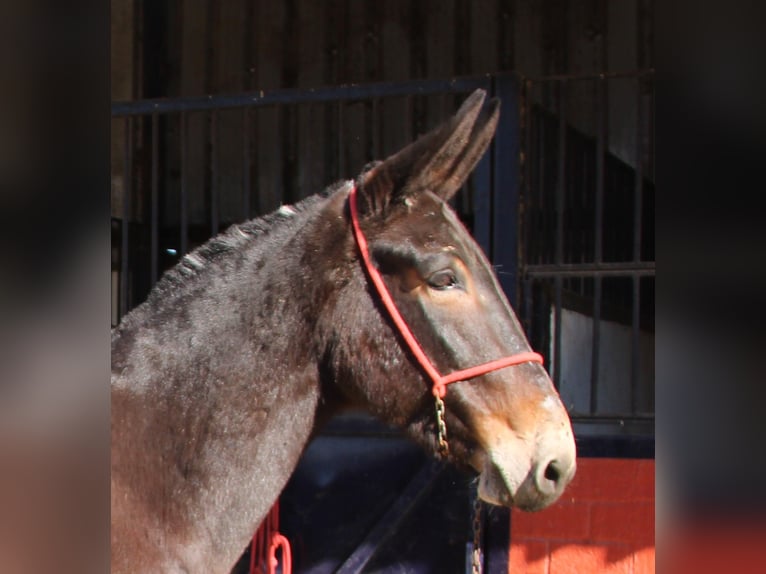 Muildier Merrie 12 Jaar 160 cm Donkerbruin in Vejer de la Frontera