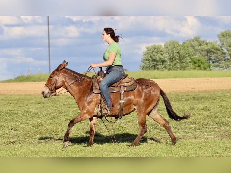 Muildier Merrie 13 Jaar 145 cm Falbe in Brooksville Ky