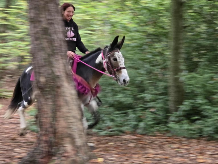 Muildier Merrie 13 Jaar 145 cm Gevlekt-paard in Linkenbach