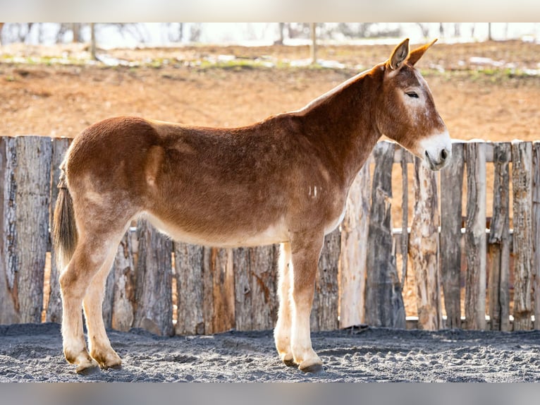 Muildier Merrie 13 Jaar 152 cm Roodvos in Clearville