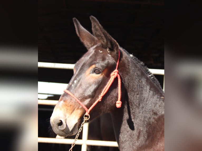 Muildier Merrie 13 Jaar 160 cm Donkerbruin in Vejer de la Frontera