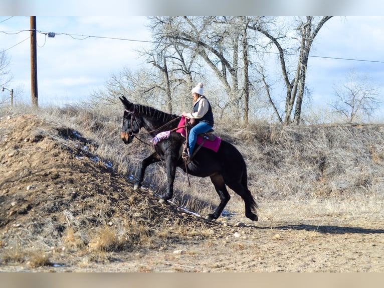 Muildier Merrie 13 Jaar 173 cm Zwart in Fort Collins