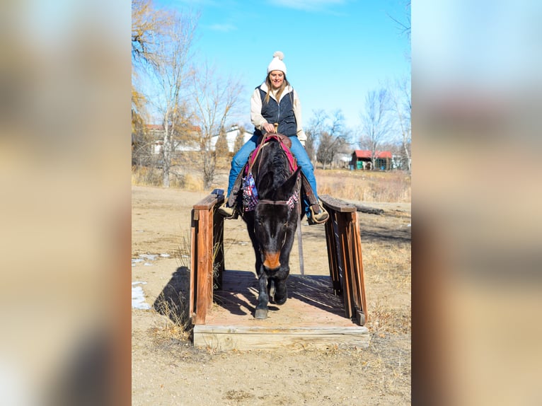 Muildier Merrie 13 Jaar 173 cm Zwart in Fort Collins