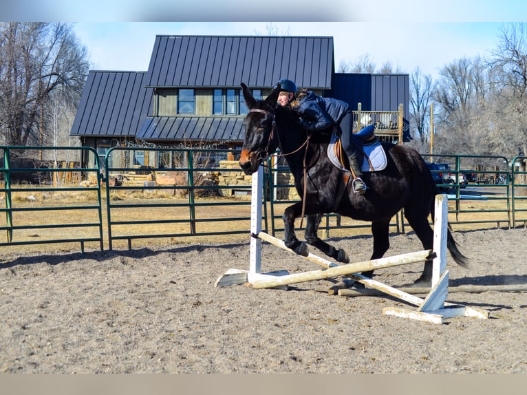 Muildier Merrie 13 Jaar 173 cm Zwart in Fort Collins