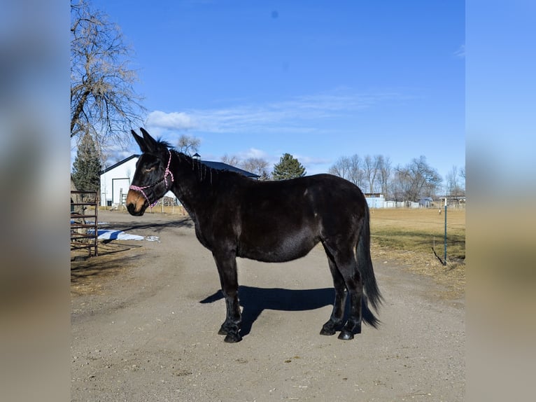 Muildier Merrie 13 Jaar 173 cm Zwart in Fort Collins