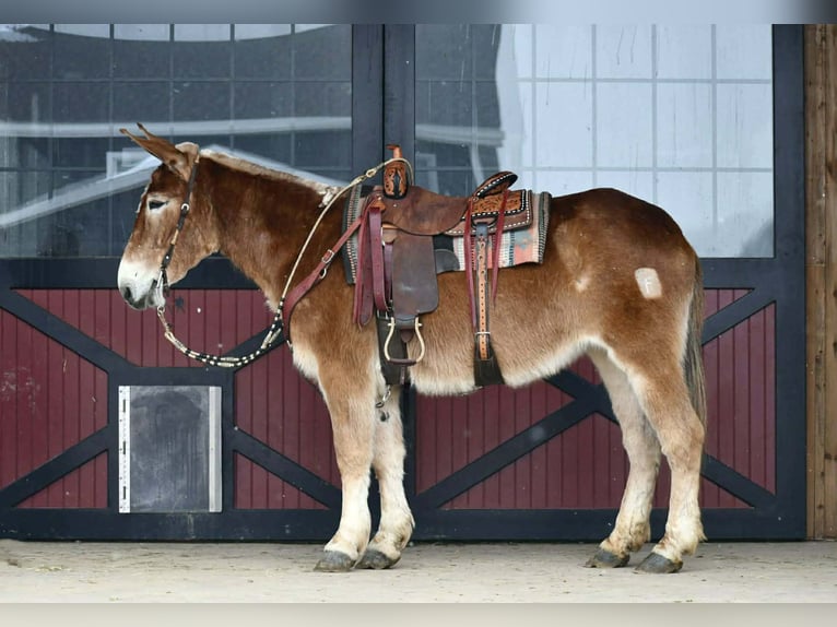 Muildier Merrie 14 Jaar 157 cm Roodvos in Rebersburg
