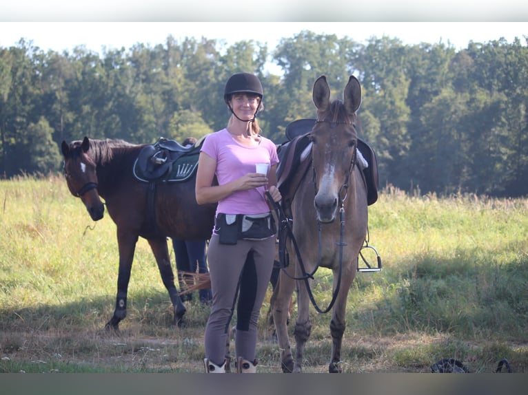 Muildier Merrie 14 Jaar 162 cm Falbe in Stavenhagen