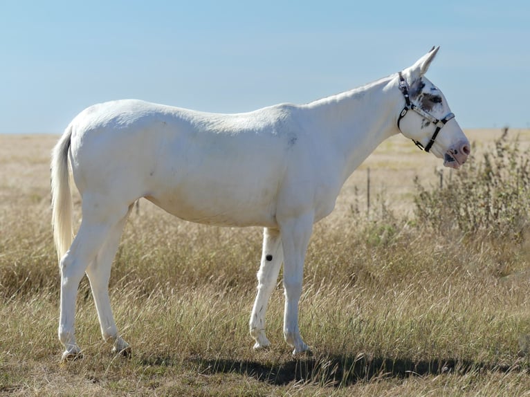 Muildier Merrie 15 Jaar 137 cm Gevlekt-paard in Forney
