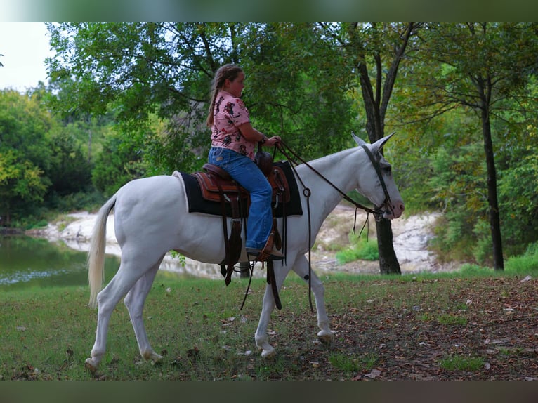Muildier Merrie 15 Jaar 137 cm Gevlekt-paard in Forney