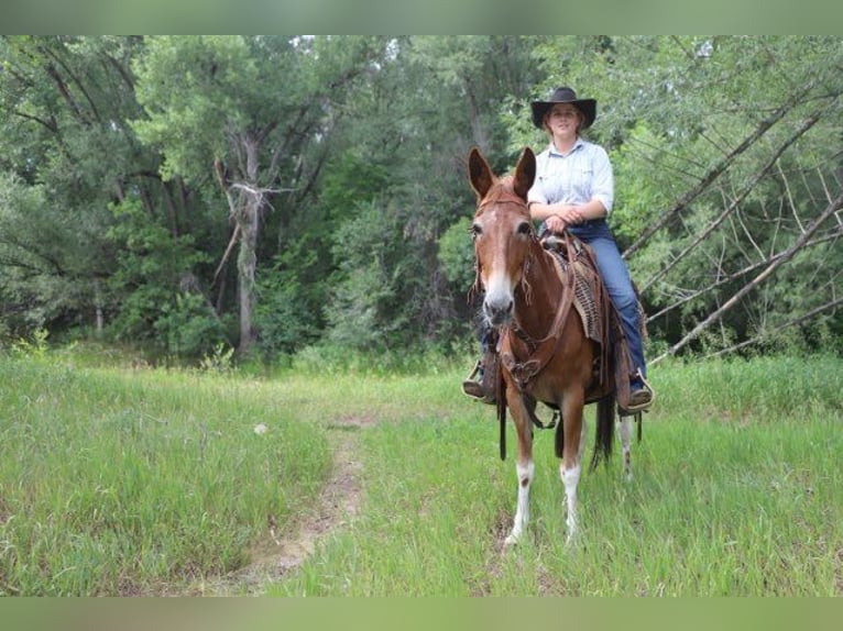 Muildier Merrie 15 Jaar 142 cm Roan-Red in Nunn