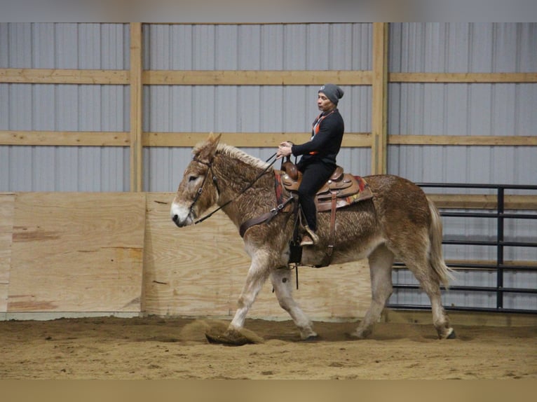 Muildier Merrie 15 Jaar 160 cm Roodvos in Howell MI