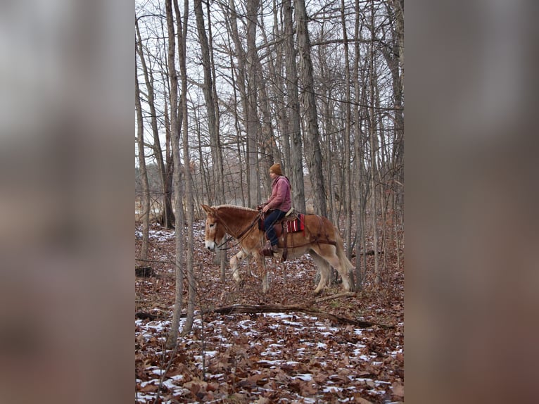 Muildier Merrie 15 Jaar 160 cm Roodvos in Howell MI