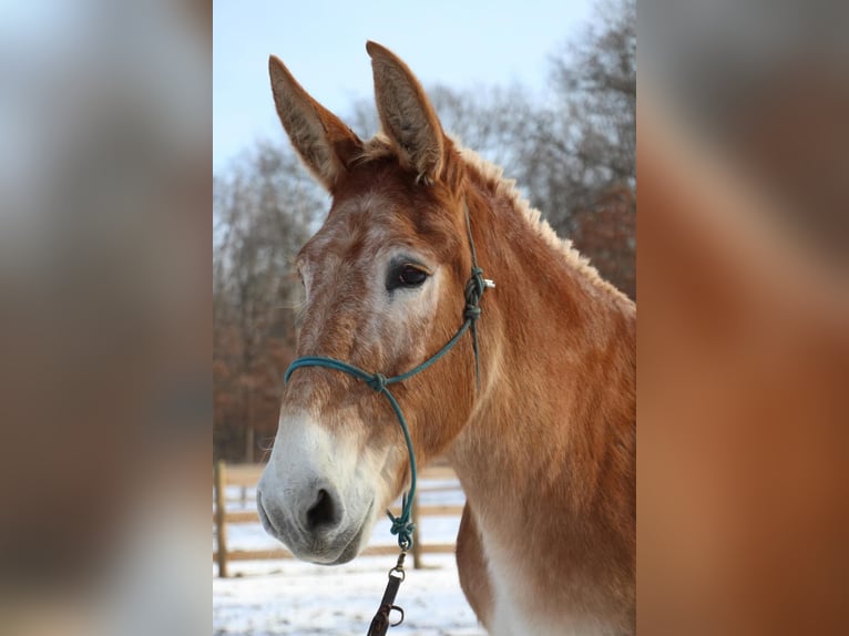 Muildier Merrie 15 Jaar 160 cm Roodvos in Howell MI