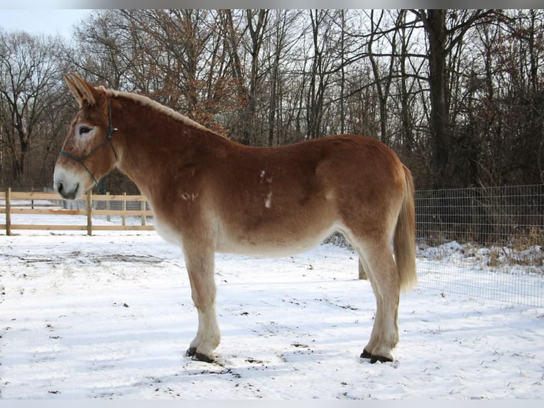 Muildier Merrie 15 Jaar 160 cm Roodvos in Howell MI