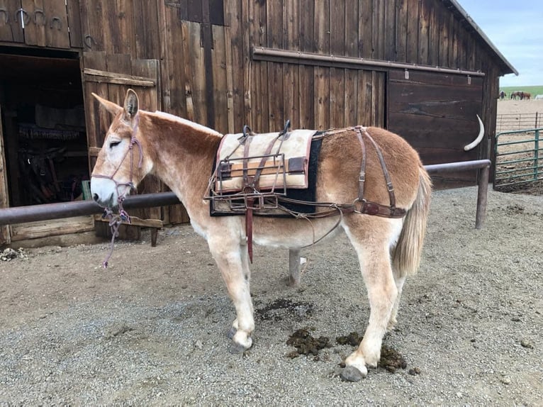 Muildier Merrie 15 Jaar 160 cm Roodvos in Howell MI