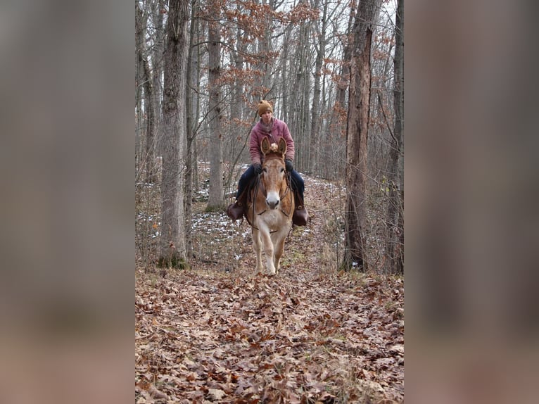 Muildier Merrie 15 Jaar 160 cm Roodvos in Howell MI