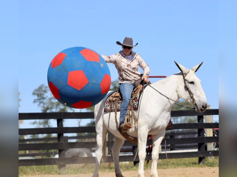 Muildier Merrie 15 Jaar 160 cm Schimmel in Brookesville KY