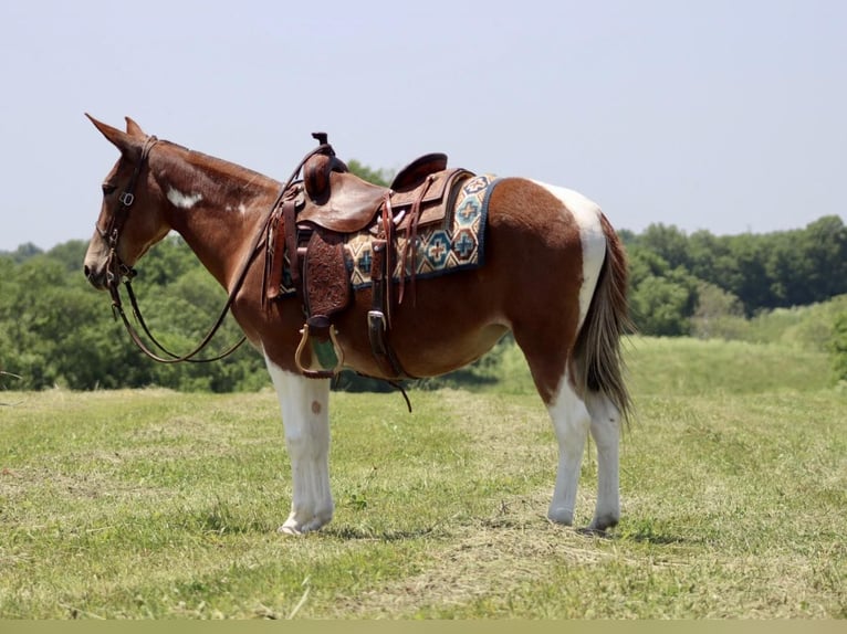 Muildier Merrie 15 Jaar Donkere-vos in Brooksville, KY