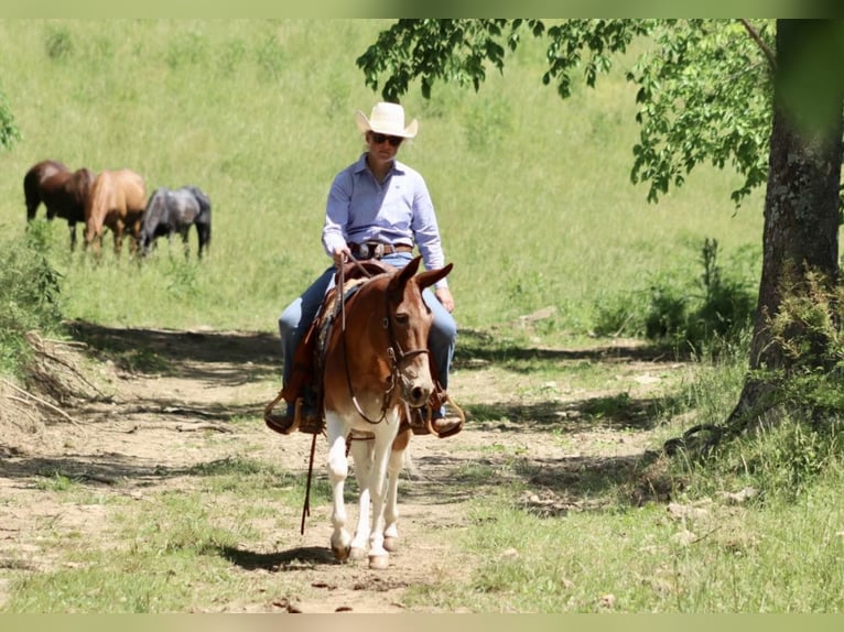 Muildier Merrie 15 Jaar Donkere-vos in Brooksville, KY