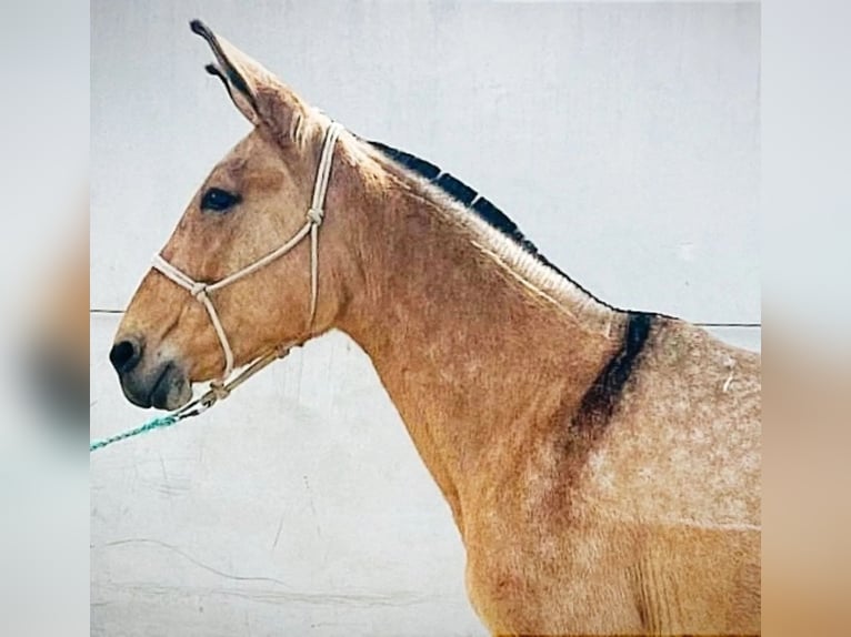 Muildier Merrie 16 Jaar 153 cm Falbe in Jerez De La Frontera