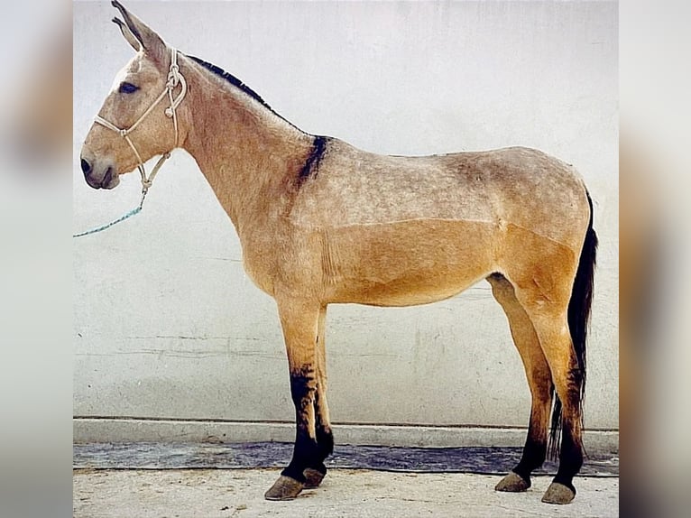 Muildier Merrie 17 Jaar 153 cm in Jerez De La Frontera