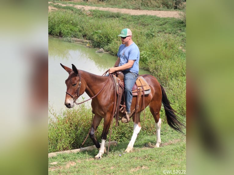 Muildier Merrie 17 Jaar 155 cm Roodbruin in Brooksville