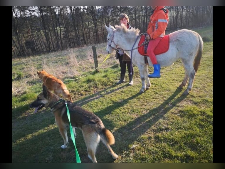 Muildier Merrie 19 Jaar 120 cm Schimmel in Gundelsheim