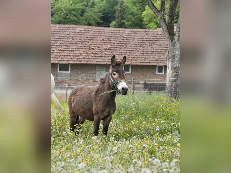 Muildier Merrie 2 Jaar 100 cm Donkerbruin in Bachmanning