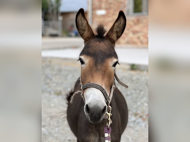 Muildier Merrie 2 Jaar 100 cm Donkerbruin in Bachmanning