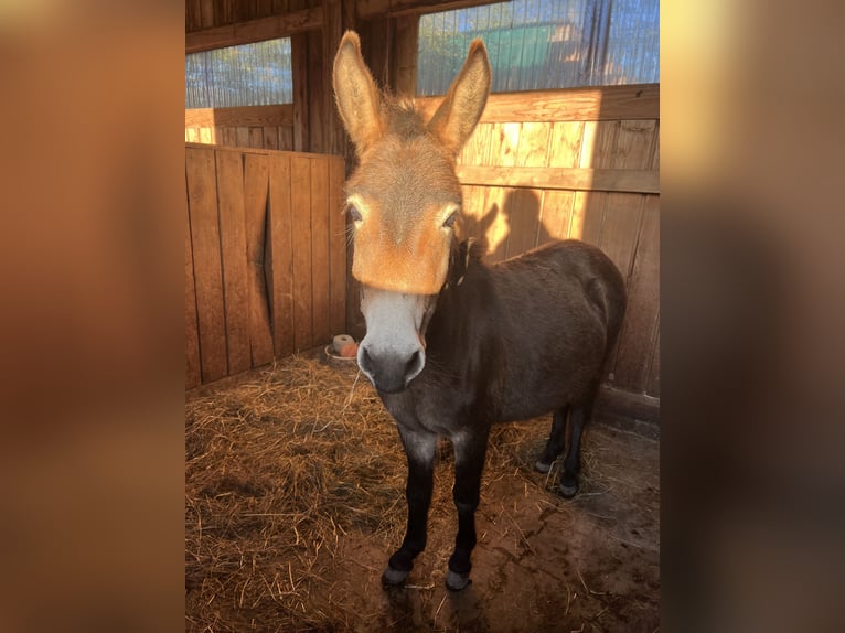 Muildier Merrie 2 Jaar 100 cm Donkerbruin in Bachmanning