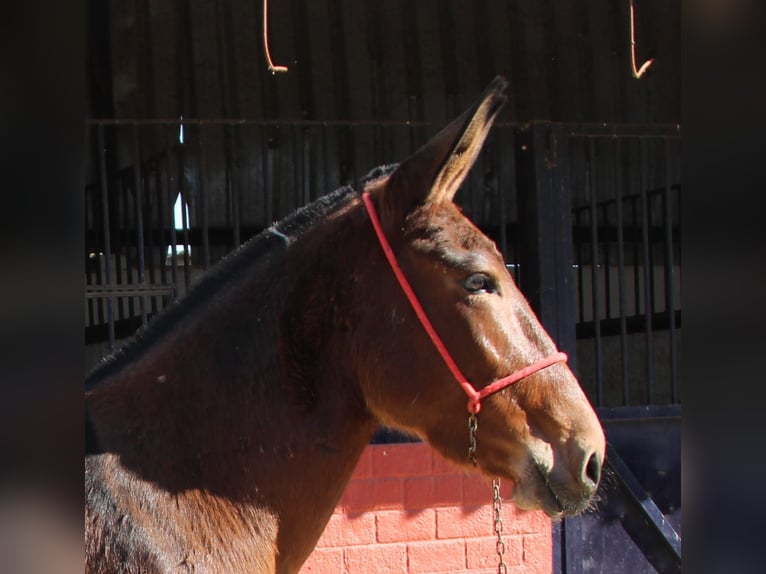 Muildier Merrie 4 Jaar 155 cm Bruin in Vejer de la Frontera