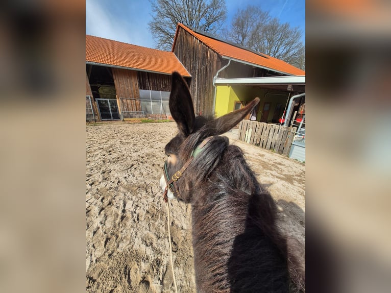 Muildier Merrie 4 Jaar 156 cm Bruin in Enkenbach-Alsenborn
