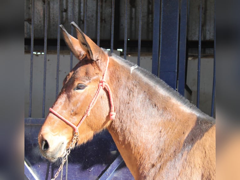 Muildier Merrie 5 Jaar 155 cm Bruin in Vejer de la Frontera