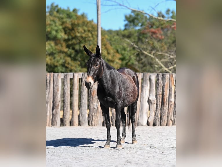 Muildier Merrie 5 Jaar Zwart in Clearville
