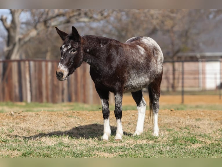 Muildier Merrie 6 Jaar 124 cm Roodbruin in Waukon
