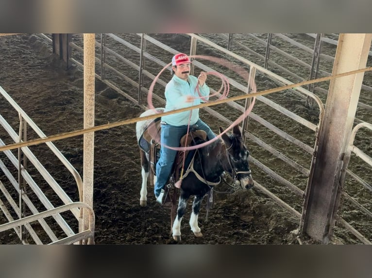 Muildier Merrie 6 Jaar 124 cm Roodbruin in Waukon