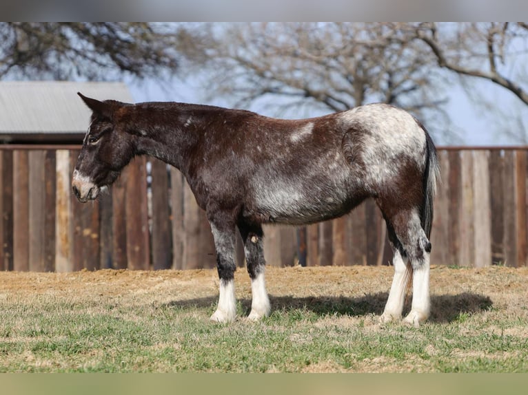 Muildier Merrie 6 Jaar 132 cm Roodbruin in Stephenville