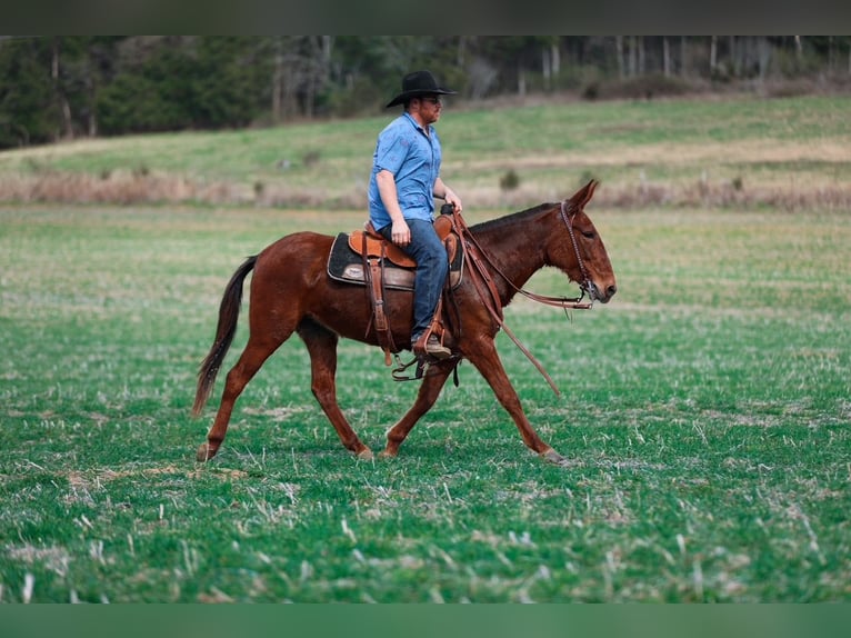 Muildier Merrie 6 Jaar 145 cm Roodvos in Santa Fe