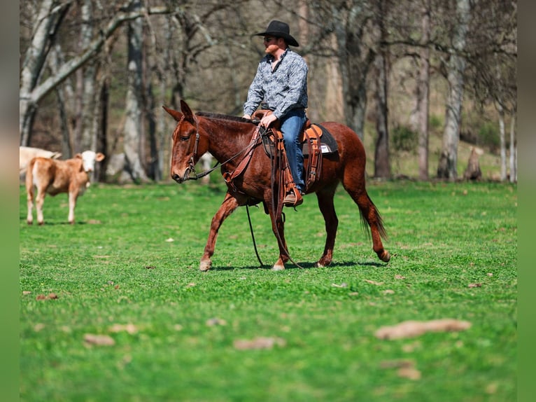 Muildier Merrie 6 Jaar 145 cm Roodvos in Santa Fe