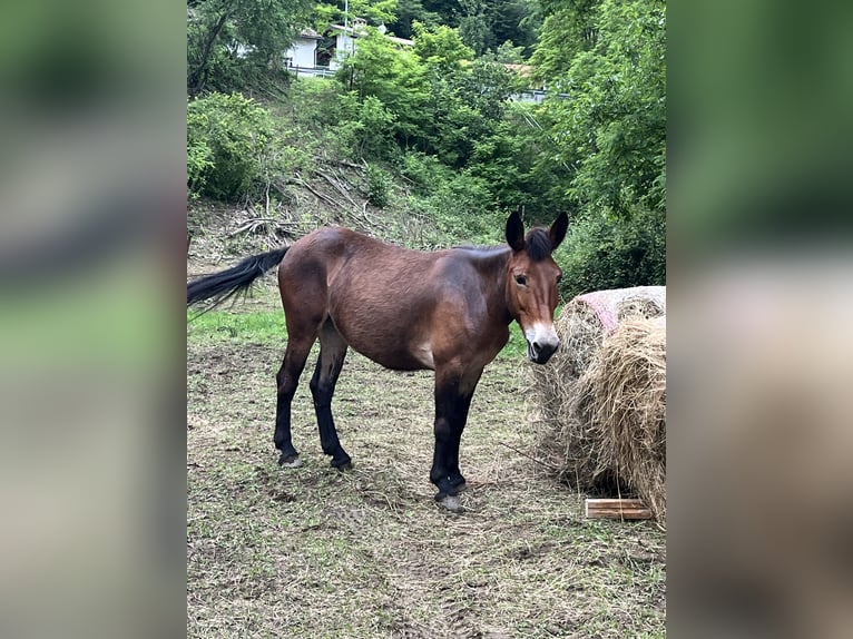 Muildier Merrie 6 Jaar 150 cm Bruin in Grimacco