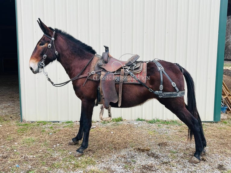 Muildier Merrie 6 Jaar 152 cm Donkerbruin in Tompkinsville, KY