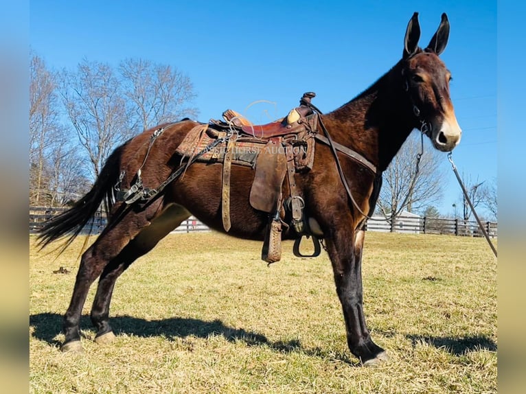 Muildier Merrie 6 Jaar 152 cm Donkerbruin in Tompkinsville, KY