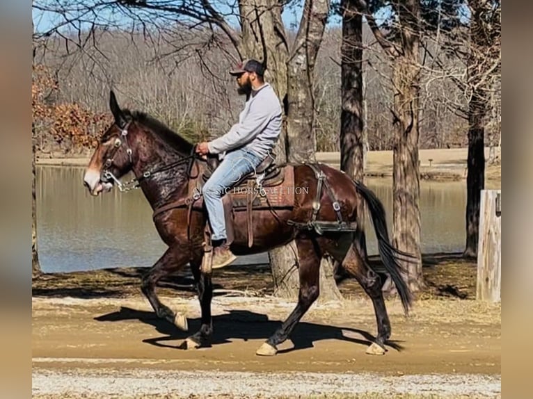 Muildier Merrie 6 Jaar 152 cm Donkerbruin in Tompkinsville, KY