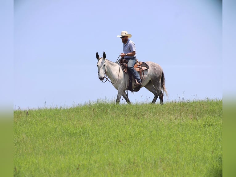 Muildier Merrie 6 Jaar 152 cm Schimmel in Grand Saline, TX