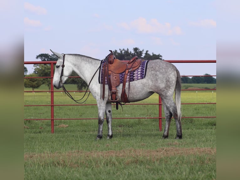 Muildier Merrie 6 Jaar 152 cm Schimmel in Grand Saline, TX