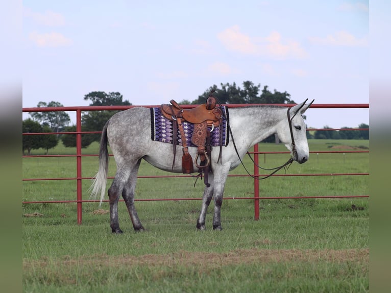 Muildier Merrie 6 Jaar 152 cm Schimmel in Grand Saline, TX