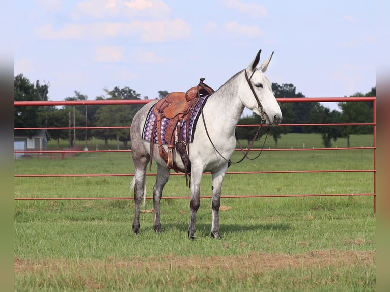 Muildier Merrie 6 Jaar 152 cm Schimmel in Grand Saline, TX