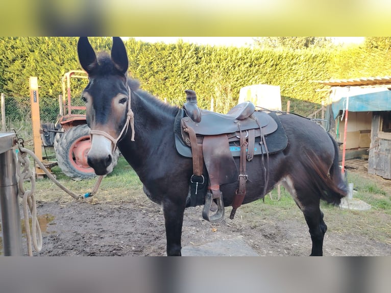 Muildier Merrie 6 Jaar 155 cm Donkerbruin in Campodarsego